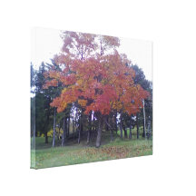 Autumn coloured Tree Gallery Wrap Canvas
