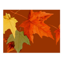 Autumn Colours Postcard