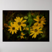 Autumn Daisies Poster