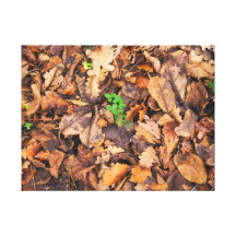 Autumn Dry Leaves and Green Clovers Canvas Prints