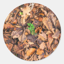 Autumn Dry Leaves and Green Clovers Stickers