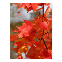 Autumn Fire Post Cards