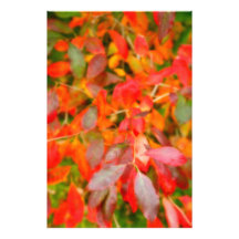 Autumn foliage photo print