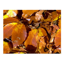 Autumn Gold Post Cards