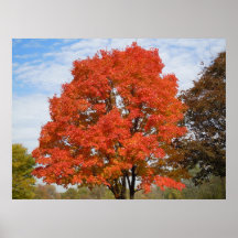 Autumn in PA Print
