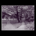 Autumn in the Park - Purple Toned BW postcards