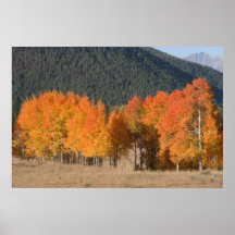 Autumn in Wyoming Poster