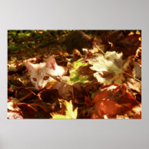 Autumn Kittens Posters