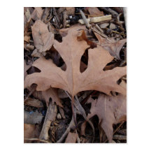 Autumn Leaf Postcard