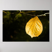 Autumn Leaves #3 Print