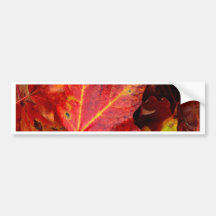 AUTUMN LEAVES BUMPER STICKER