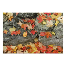 Autumn leaves on stone wall, Minute Man Photo Art