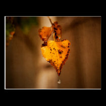 Autumn Leaves postcards