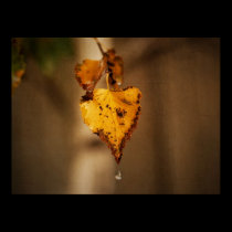 Autumn Leaves posters
