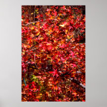 Autumn, San Luis Obispo County, California Posters