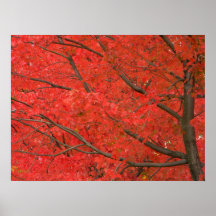Autumn Splendour 2 Posters