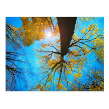 Autumn splendour post cards