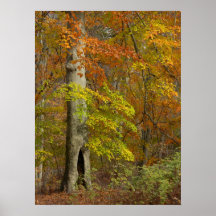 Autumn Splendour Poster