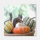 Autumn Squirrel Fridge Magnets