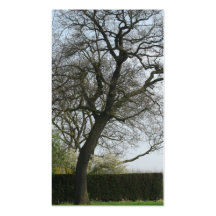 Autumn Tree Photo Card Business Card Template
