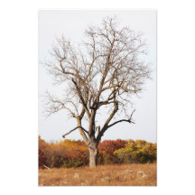 Autumn Tree Photo
