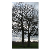 Autumn Trees Nature Photo Cards Business Card