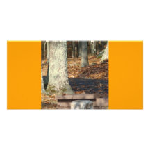 Autumn with tree picture card