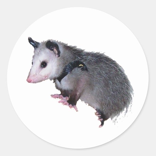 Awesome Possum Opossum Round Stickers Zazzle