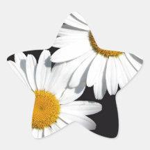 Awesome spring daisy flower. star stickers
