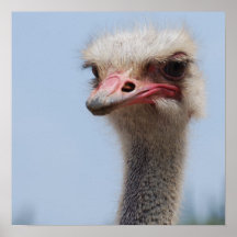 Awkward Ostrich Posters