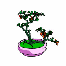 Azalea Bonsai Orange Flowers Bonsai Graphic Photo Cutout