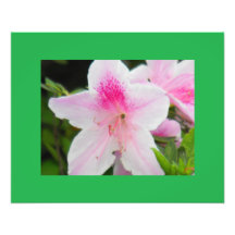 Azalea in Pink! Photo