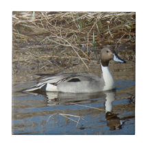 B0005 Pintail Duck Drake Ceramic Tiles