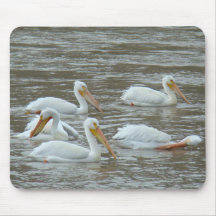 B0016 American White Pelicans Mousepad