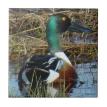 B0026 Northern Shoveler Drake Ceramic Tiles
