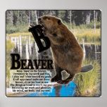 B is for BEAVER!  POSTER