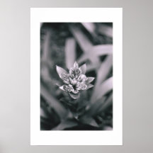 B&W Flower Poster