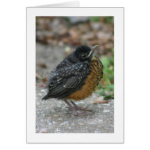 Baby American Robin Card