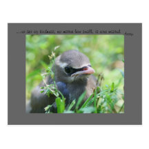 Baby Bird Nature Photo Inspirational Postcard