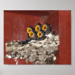 Baby Birds Poster