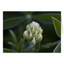 Baby bluebonnet greeting card
