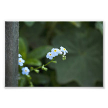Baby Blues Photo