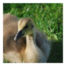Baby Canadian Goose Invitations