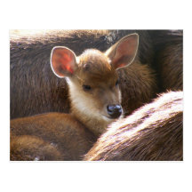 baby deer post card
