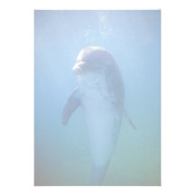 Baby dolphin, La Havana Aquarium, Cuba Invitations