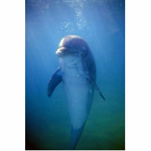 Baby dolphin, La Havana Aquarium, Cuba Acrylic Cut Outs