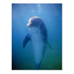 Baby dolphin, La Havana Aquarium, Cuba Postcard