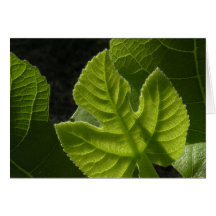 Baby Fig Leaf Note Card