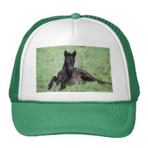 Baby foal lying in the meadow mesh hat