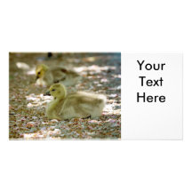 Baby Geese on a Bed of Roses Photo Card Template